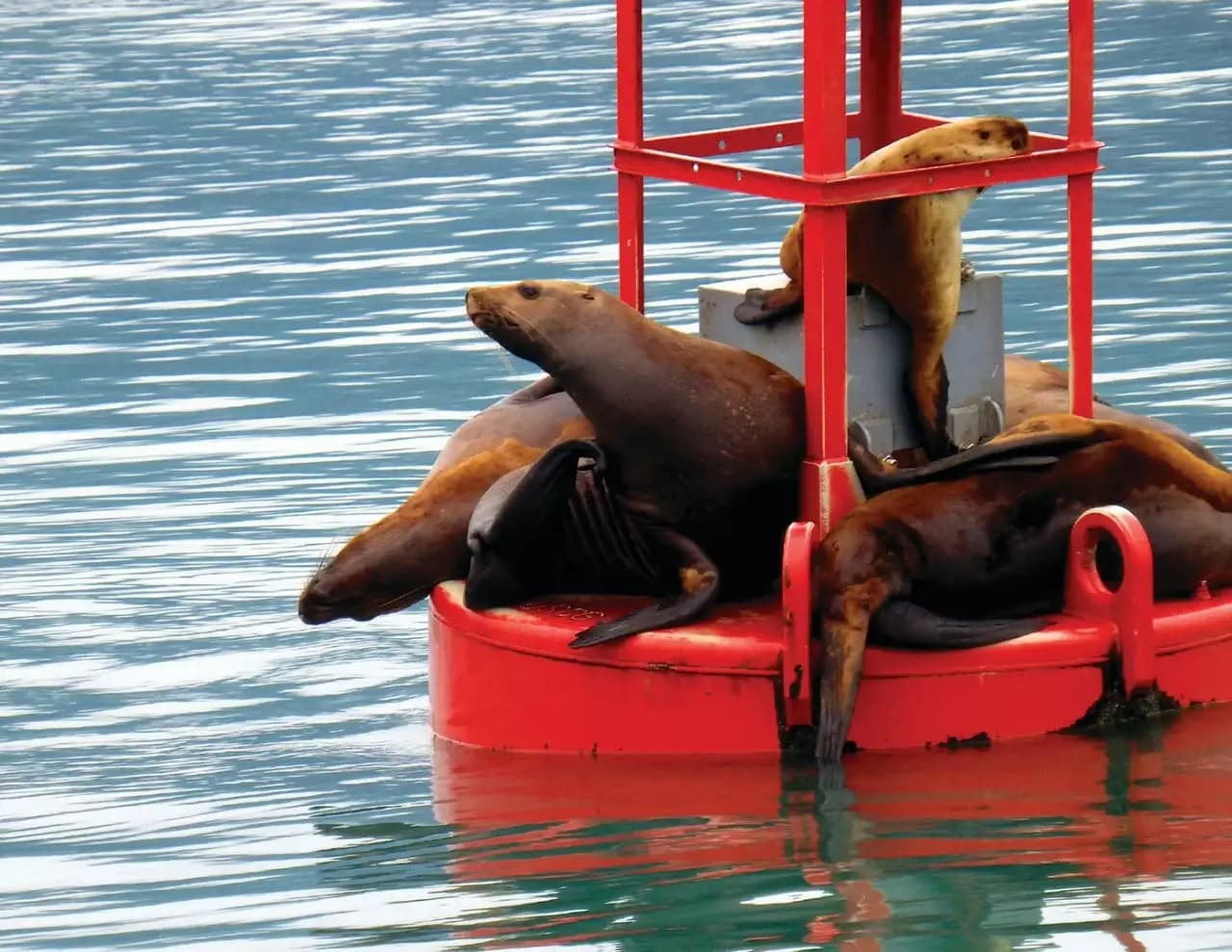 Sea Lions