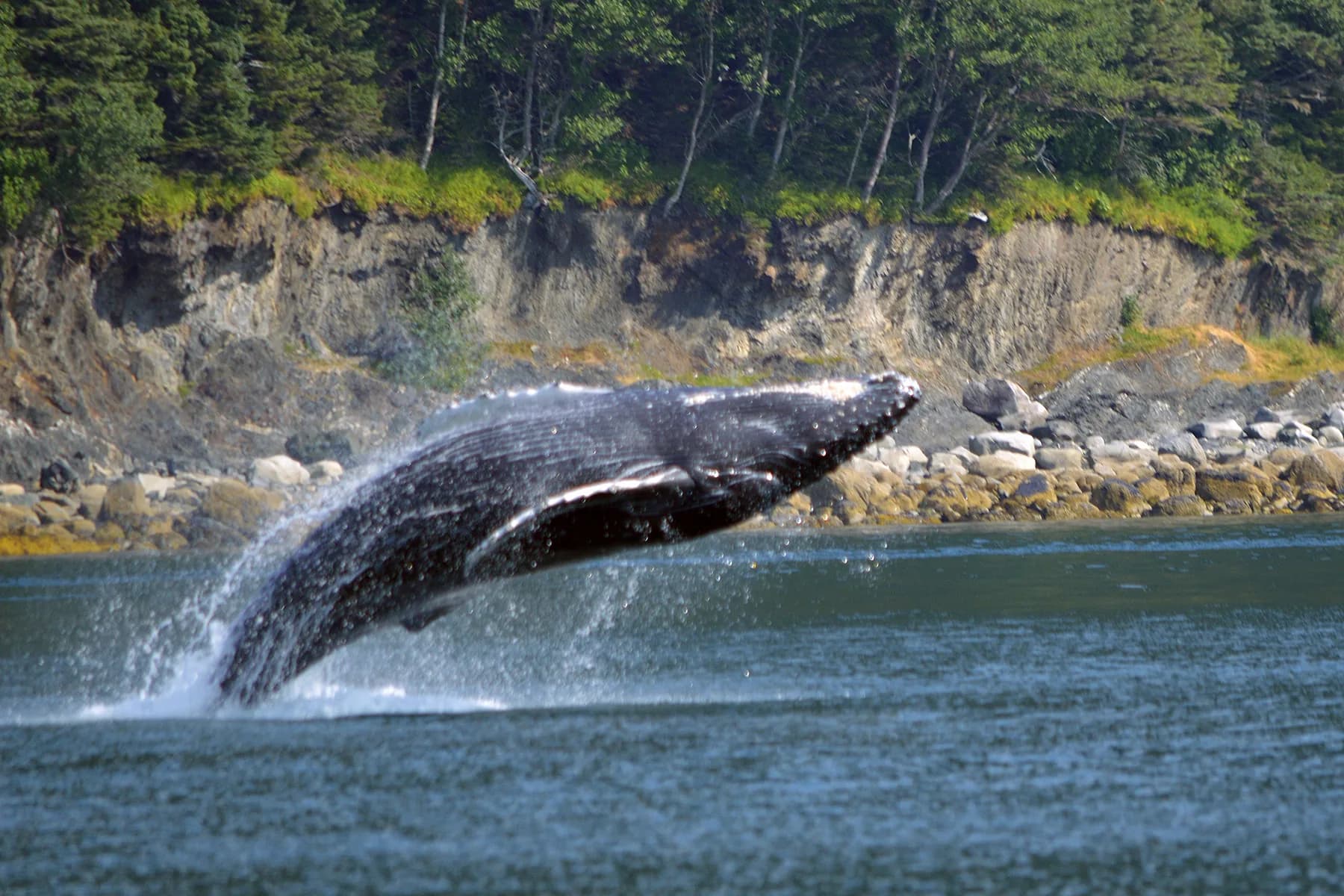 A humpback whale breaching near Juneau, Alaska