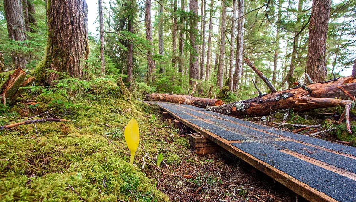 Totem Bight & Rainforest Canoe