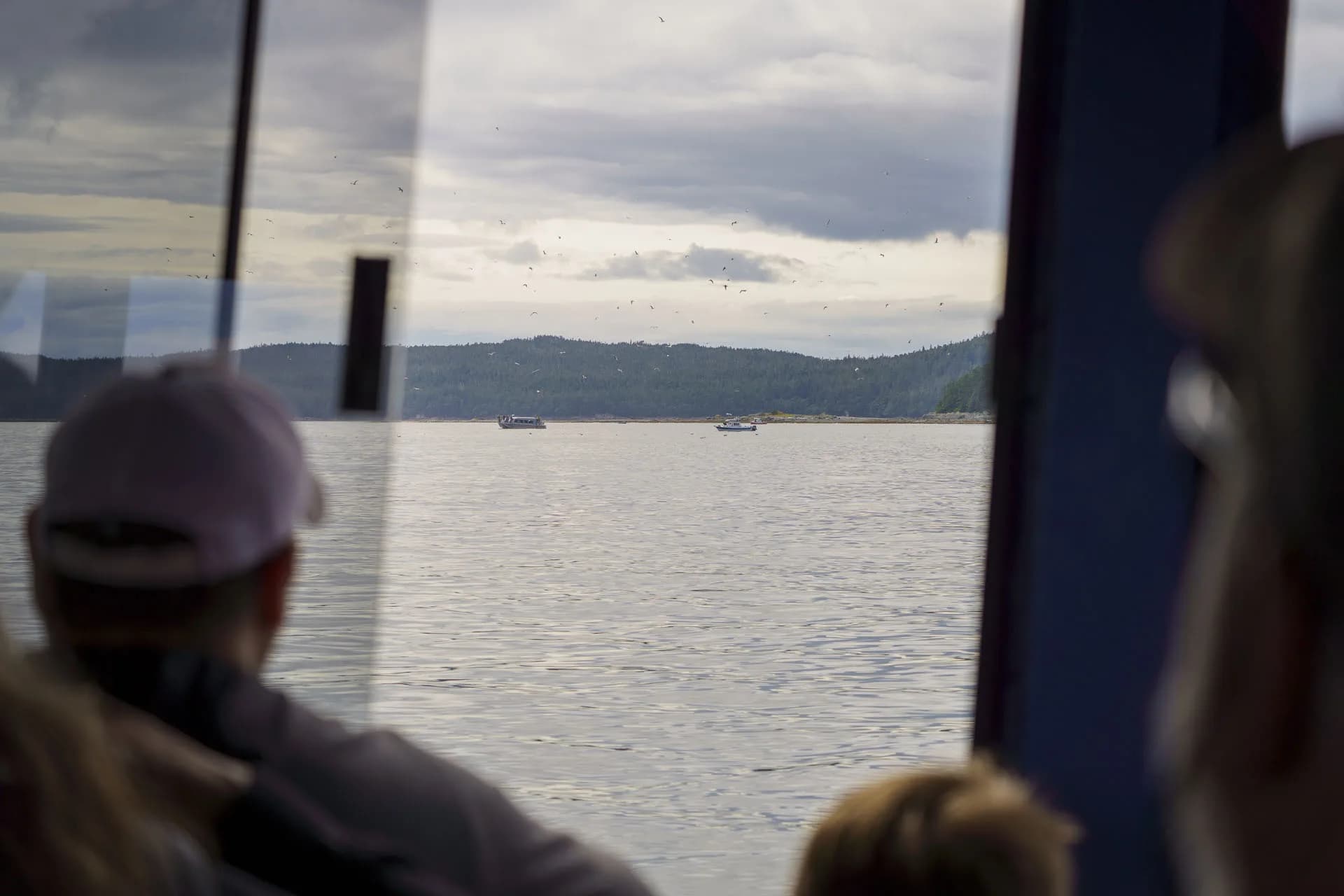 Whale Watching Adventure