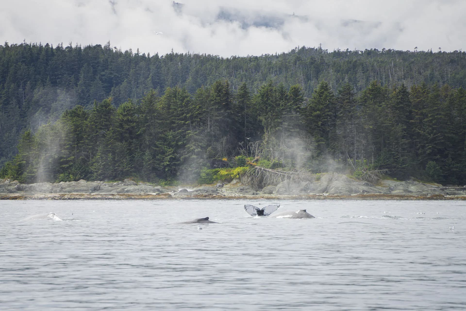 Whale Watching Adventure