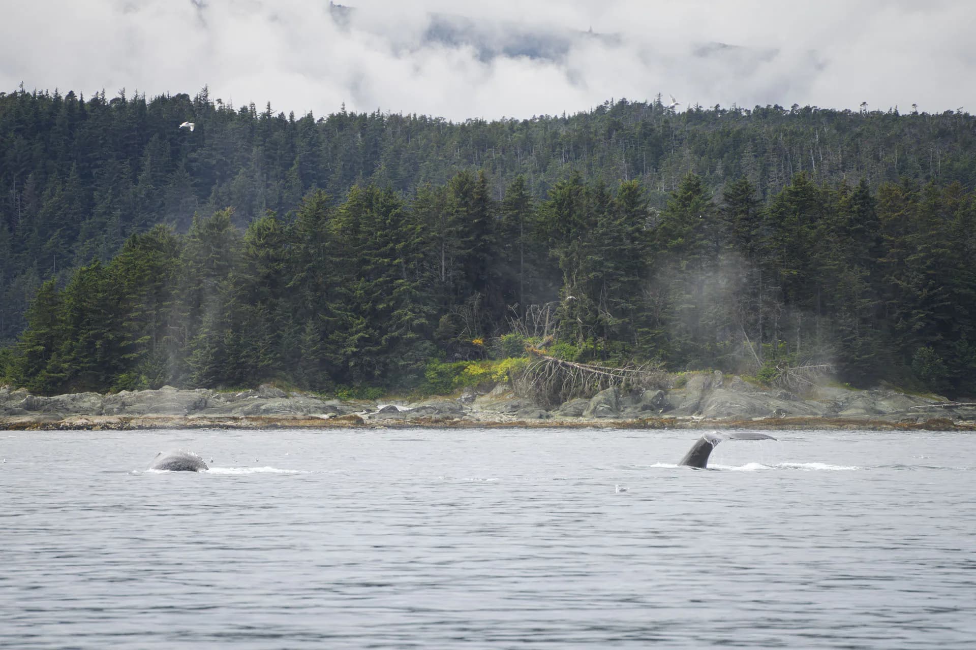 Whale Watching Adventure