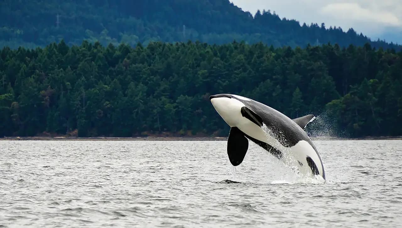 Best of Juneau