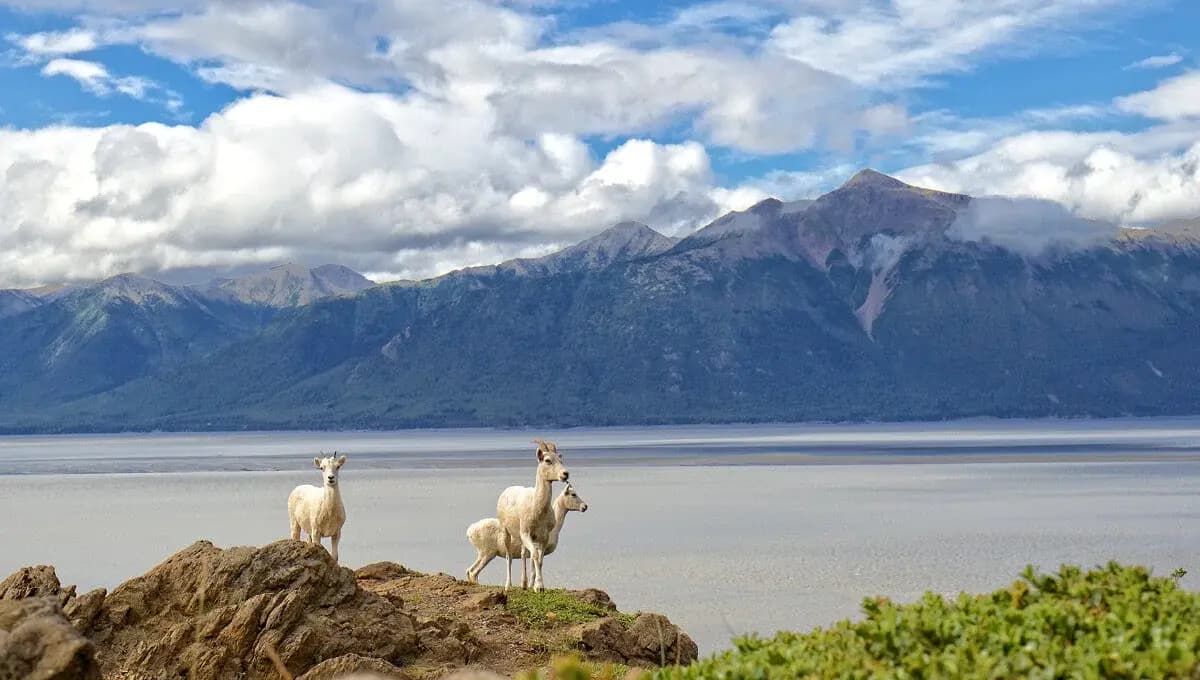Dall sheep on rocky outcrops at College Fjord, Alaska