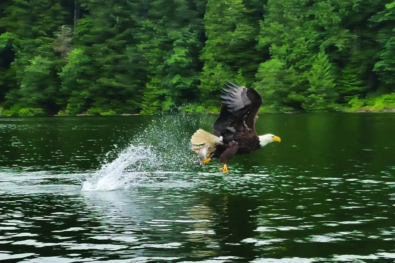 Eagle Over Sitka