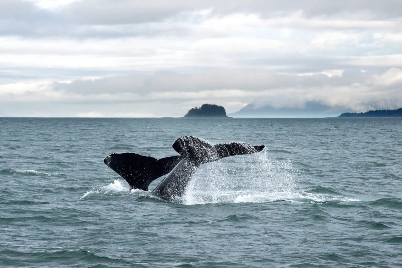 Whale Watching & Salmon Bake photo 2