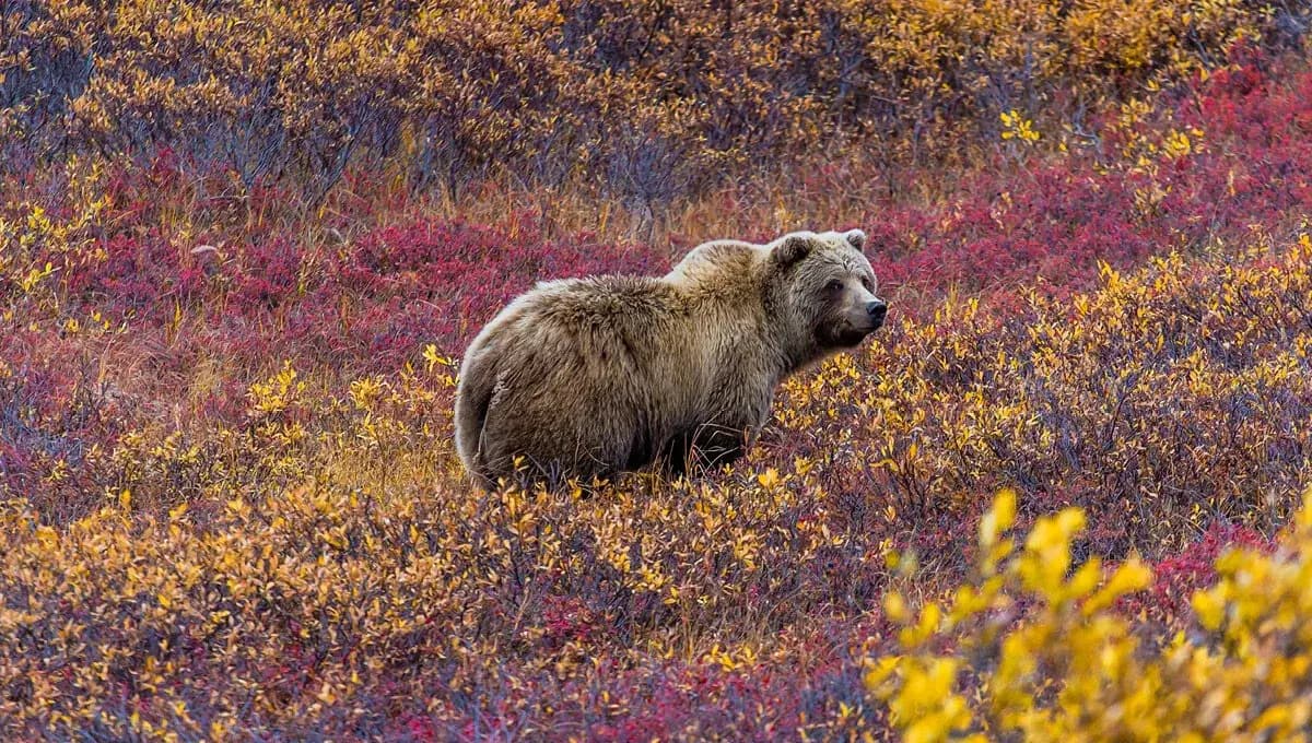 The Alaskan Wildlife