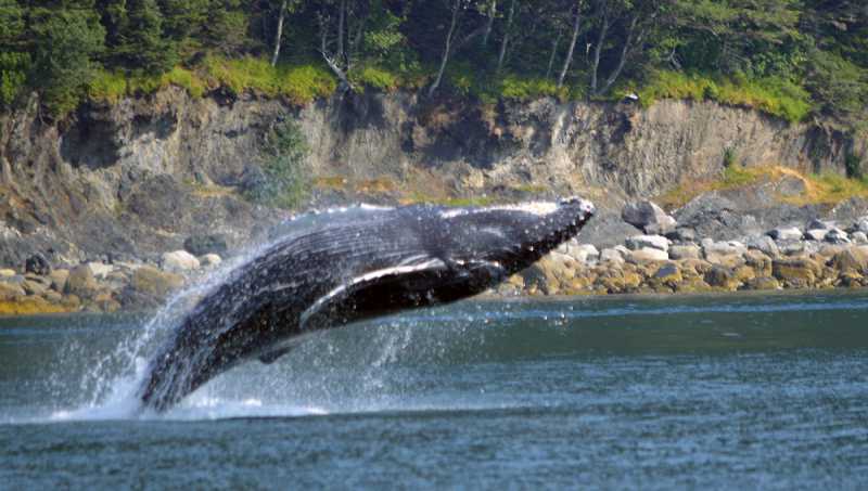 Whale Watching Adventure – Alaska Travel Adventures